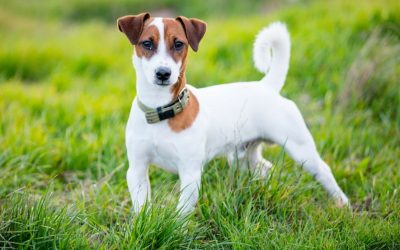 La raza de perro Jack Russell Terrier, un pequeño juguetón