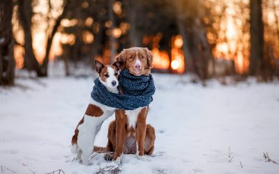 Cuidados de las Mascotas en Periodo de Frío