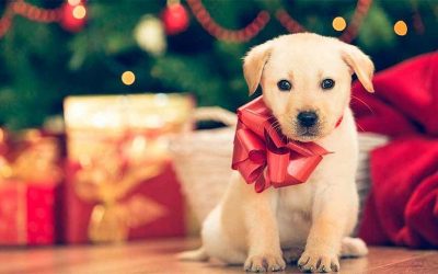 ¿Es una buena opción regalar mascotas en Navidad?