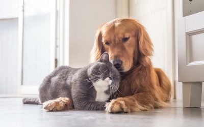 Enfermedades del Perro y gato sobre 7 años (geriátrico o senil)