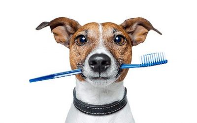 Importancia de la Salud dental en Caninos y Felinos