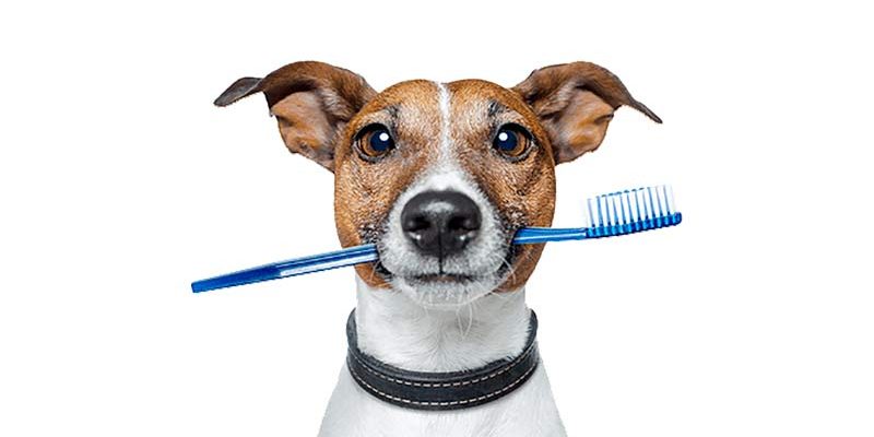 Importancia de la Salud dental en Caninos y Felinos | El Roble