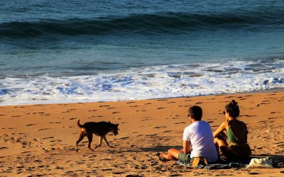 ¿Puede tu perro acompañarte a la playa?