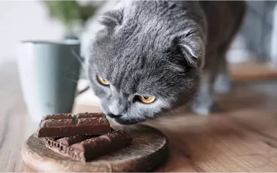 ¿El chocolate puede ser tóxico para los gatos?